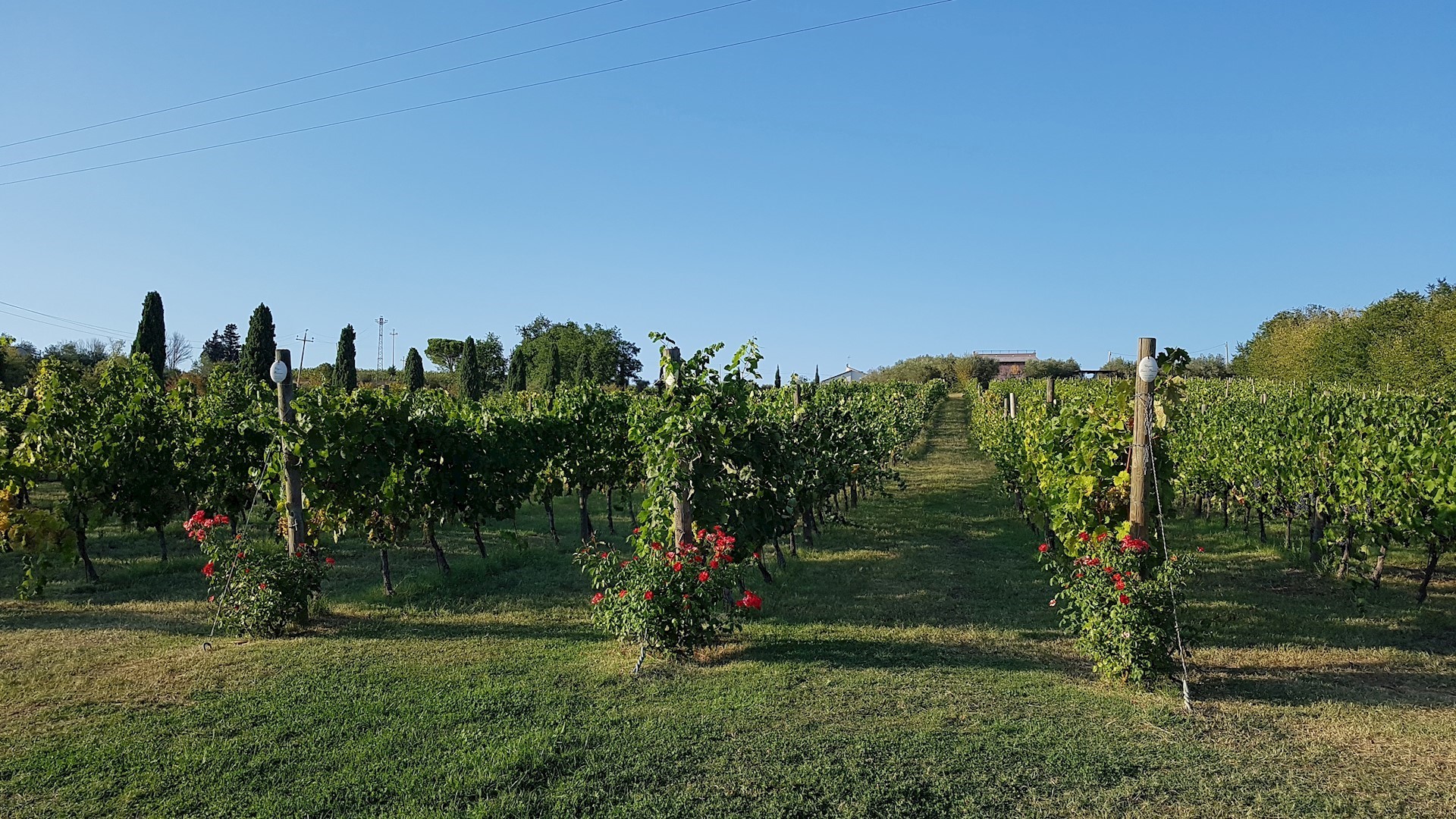 wijnranken bij Guerrieri